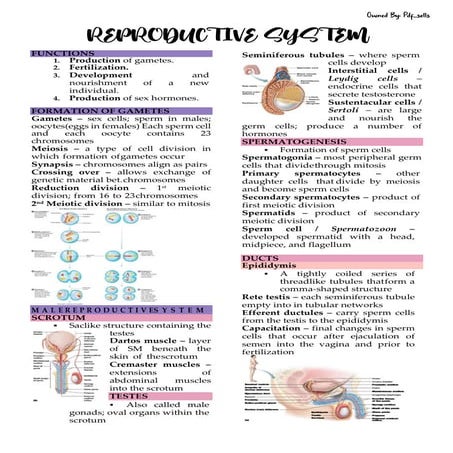 REPRODUCTIVE SYSTEM.pdf