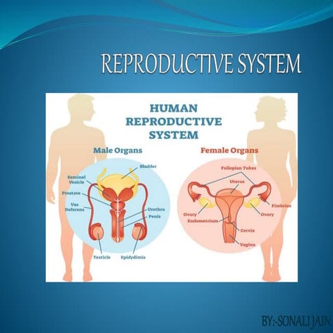 FEMALE REPRODUCTIVE SYSTEM ppt | PPTX