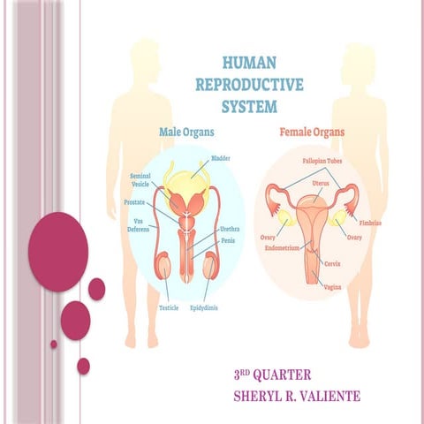 THE MALE AND FEMALE REPRODUCTIVE SYSTEM.pptx