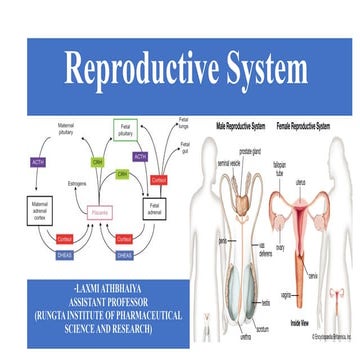 Grade 10 Quarter 3: The Reproductive System | PPTX