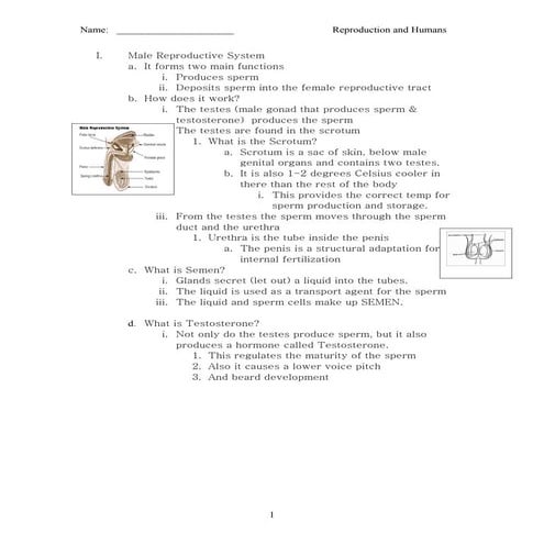 Reproductive system human fertlization