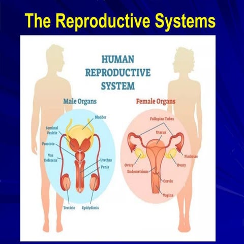 Class 12 biology human reproductive ... | PPTX