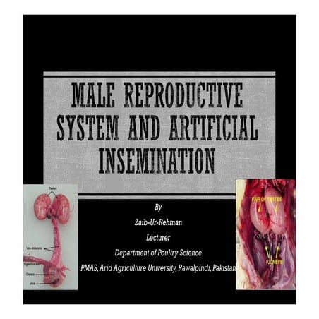 Reproductive system male