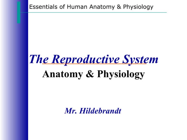 Reproductive system Notes