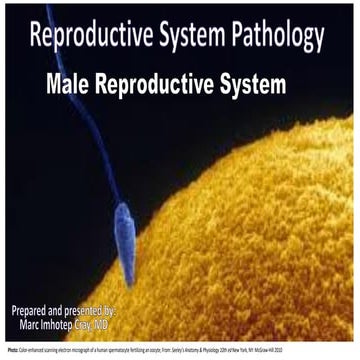 Reproductive System Pathology_Male Reproductive Systems