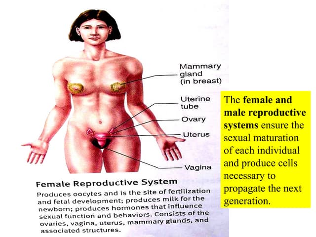 Reproductive systems of male & female