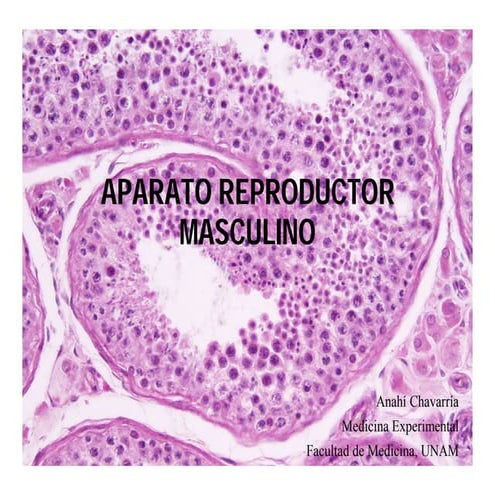 Histología de aparato reproductor masculino