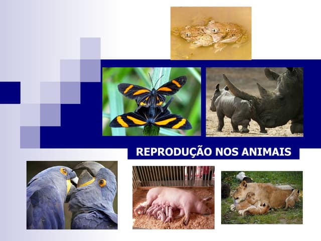 ReproduçãO Nos Animais