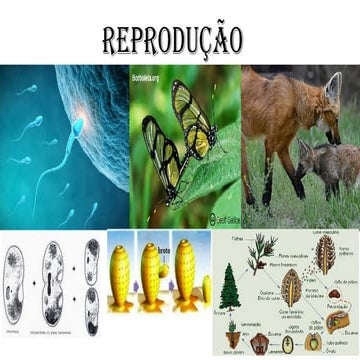 A reprodução dos seres vivos é o processo biológico que permite a ...