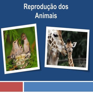 Reprodução dos Animais