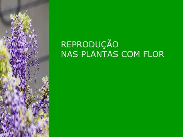 ReproduçãO Nas Plantas Com Flor