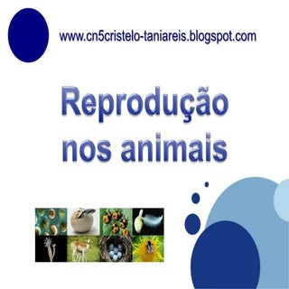 ReproduçãO Nos Animais1