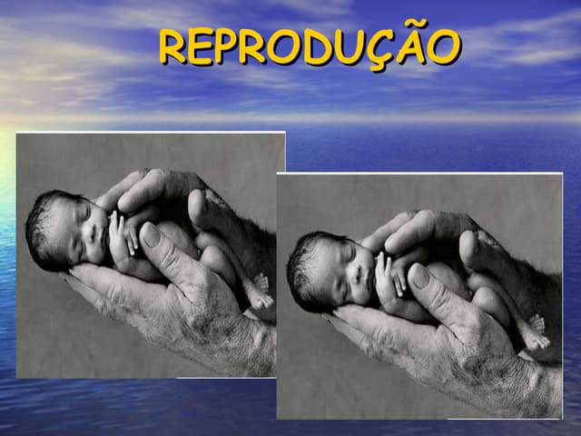 PowerPoint de Reprodução