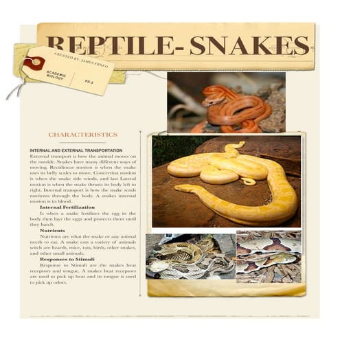 Reptile