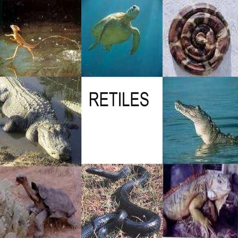 Reptiles