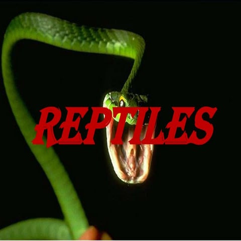 Reptiles