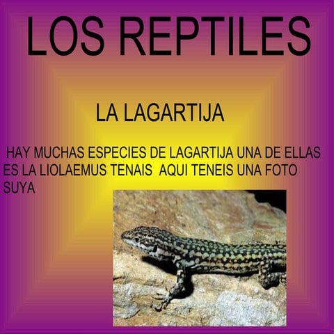 Reptiles