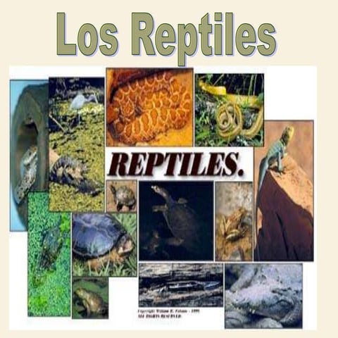 Reptiles