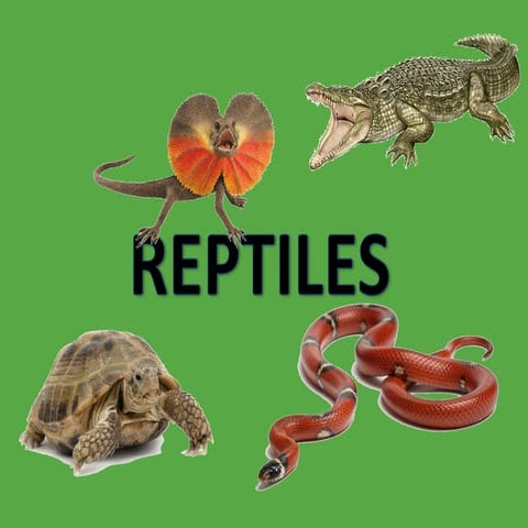 Reptiles