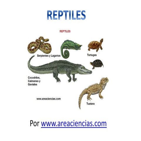 Reptiles