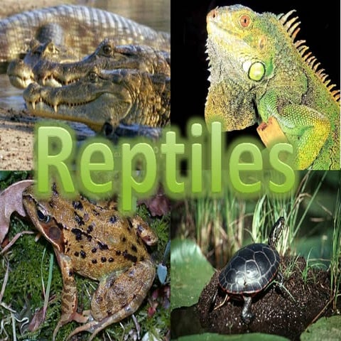 Reptiles 2003