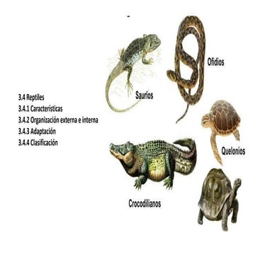 Sistema oseo reptiles | PPTX