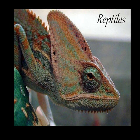 Reptiles a look.ppt
