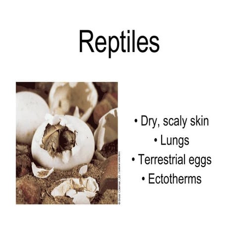 Reptiles Birds Mammals