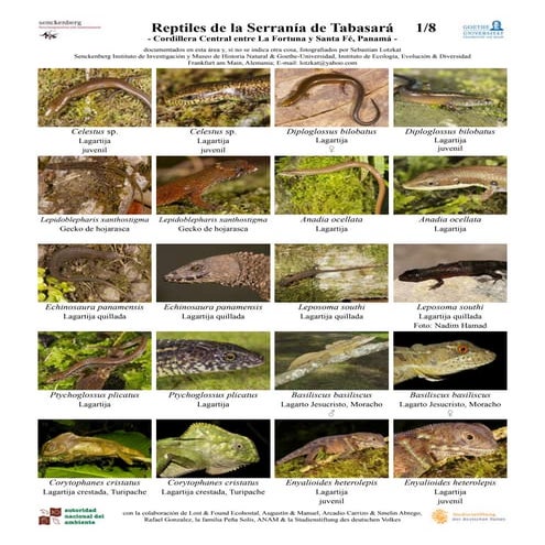 Reptiles de la serranía de tabasará 2010 | PDF