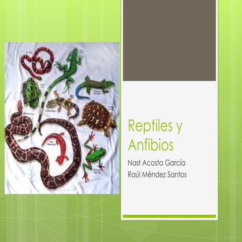 Reptiles y anfibios raulynast