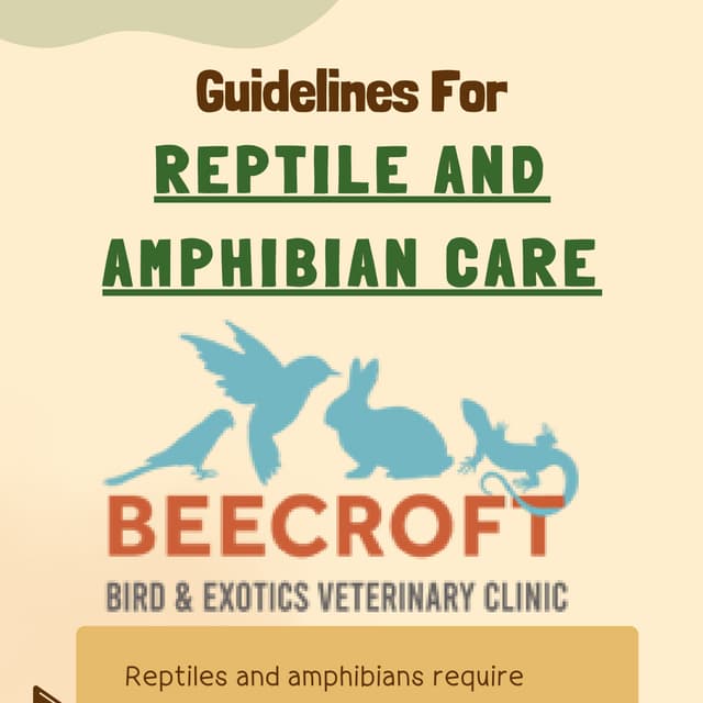 Reptile vet Singapore, Lizard vet Singapore.pdf