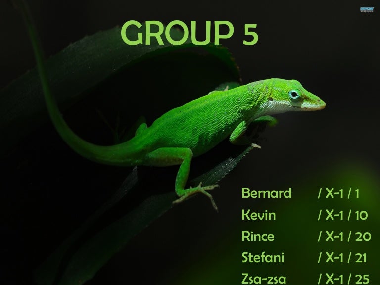 Reptilia Thumbnail Cb Reptilia Thumbnail Cb