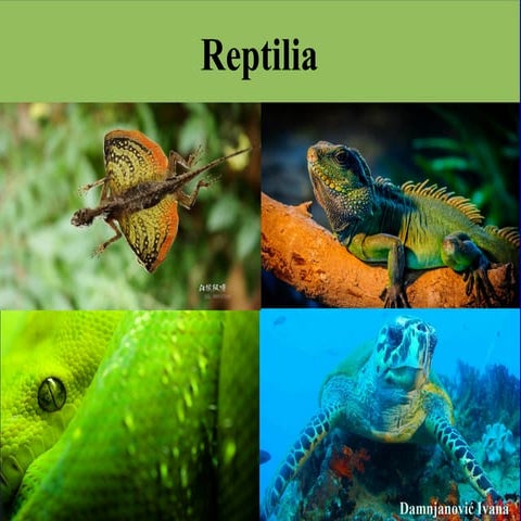 Reptilia