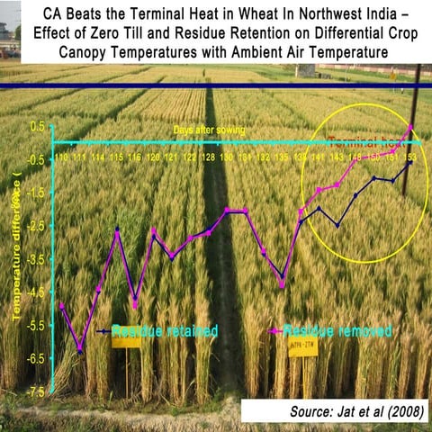 Residue retention and wheat crop canopy temp in North-West India
