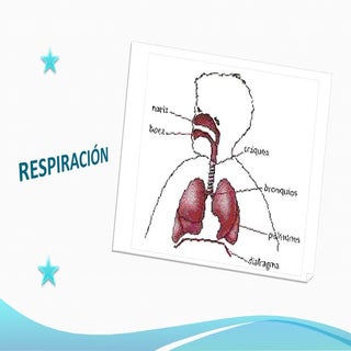 Respiración