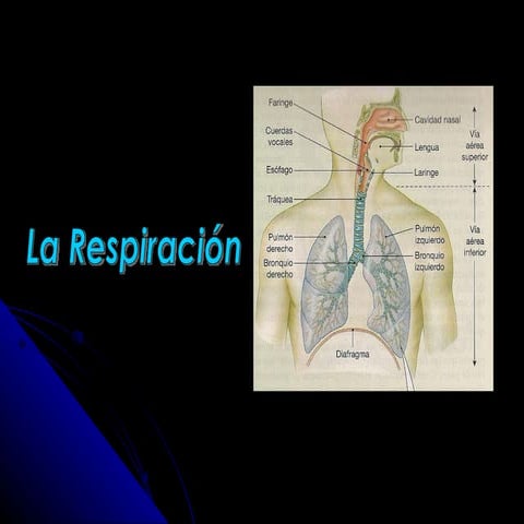 Respiracion