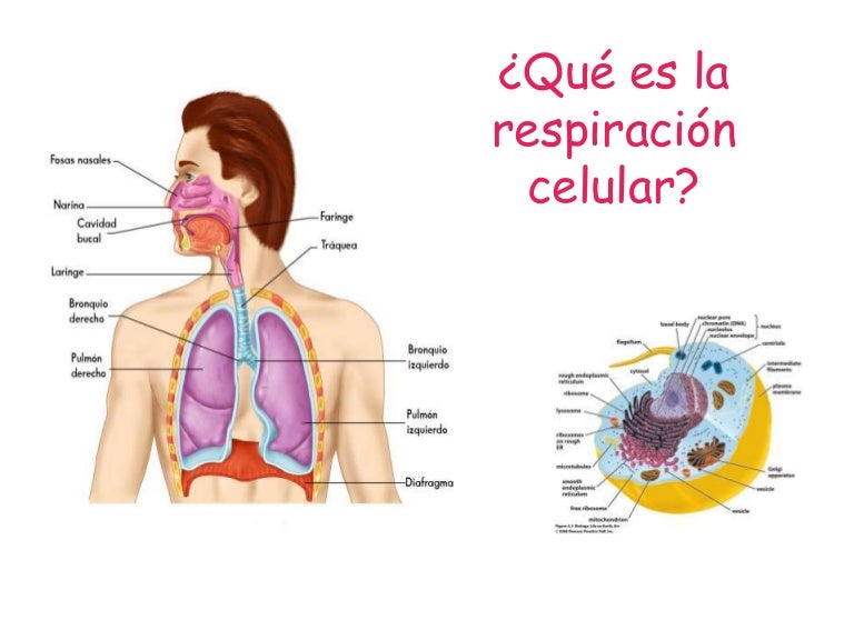 Respiracion celular