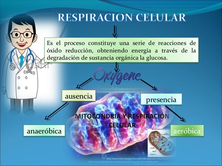 Respiracion celular