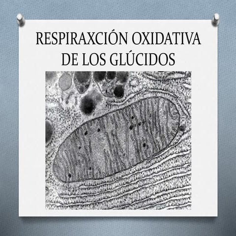 Respiracion oxidativa