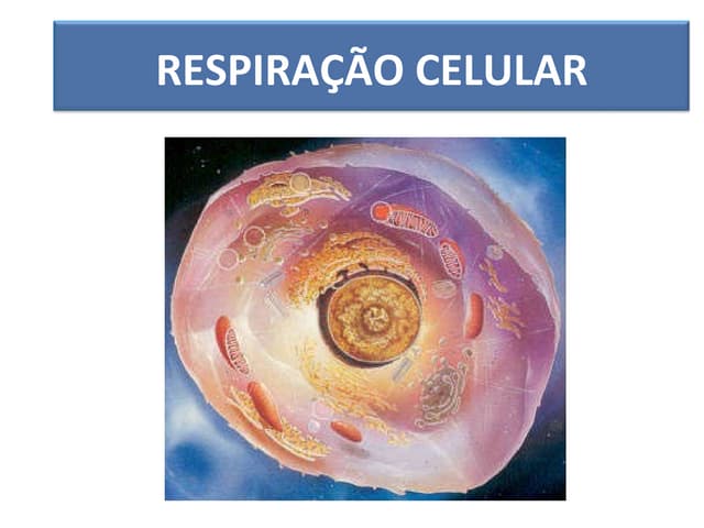 RespiraçãO Celular