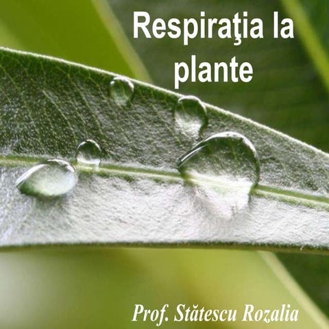 Respiratia la plante