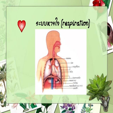 ระบบหายใจ (Respiration)