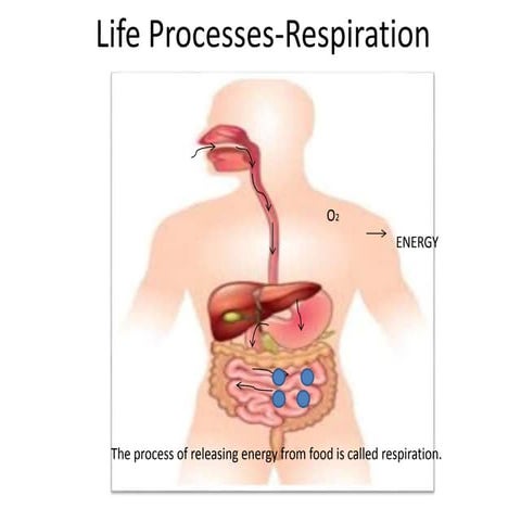 respiration class 10.pptx