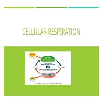 Respiration.pptx Aerobic and inaerobis respiration | PPTX