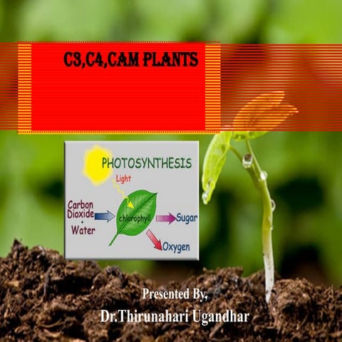 respiration and photosynthesis Lecture.pptx