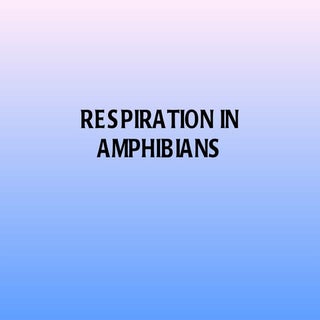 Respiration in amphibians and reptiles