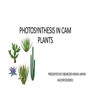 photosynthesis in CAM plants and Photorespiration