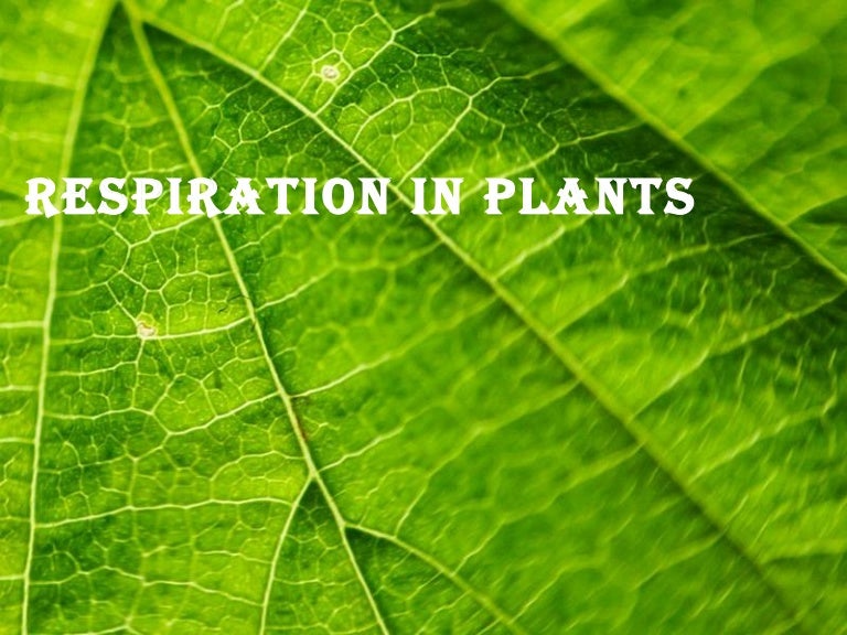 Respiration in higher plants