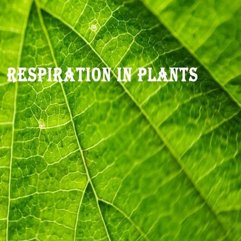 Respiration in higher plants