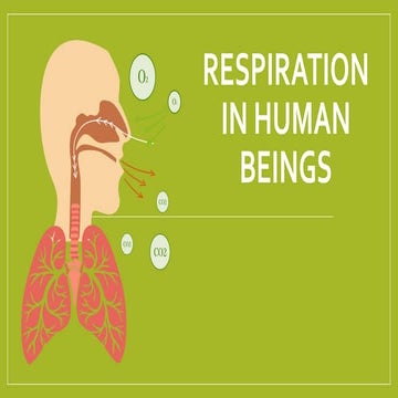 Respiration in human beings